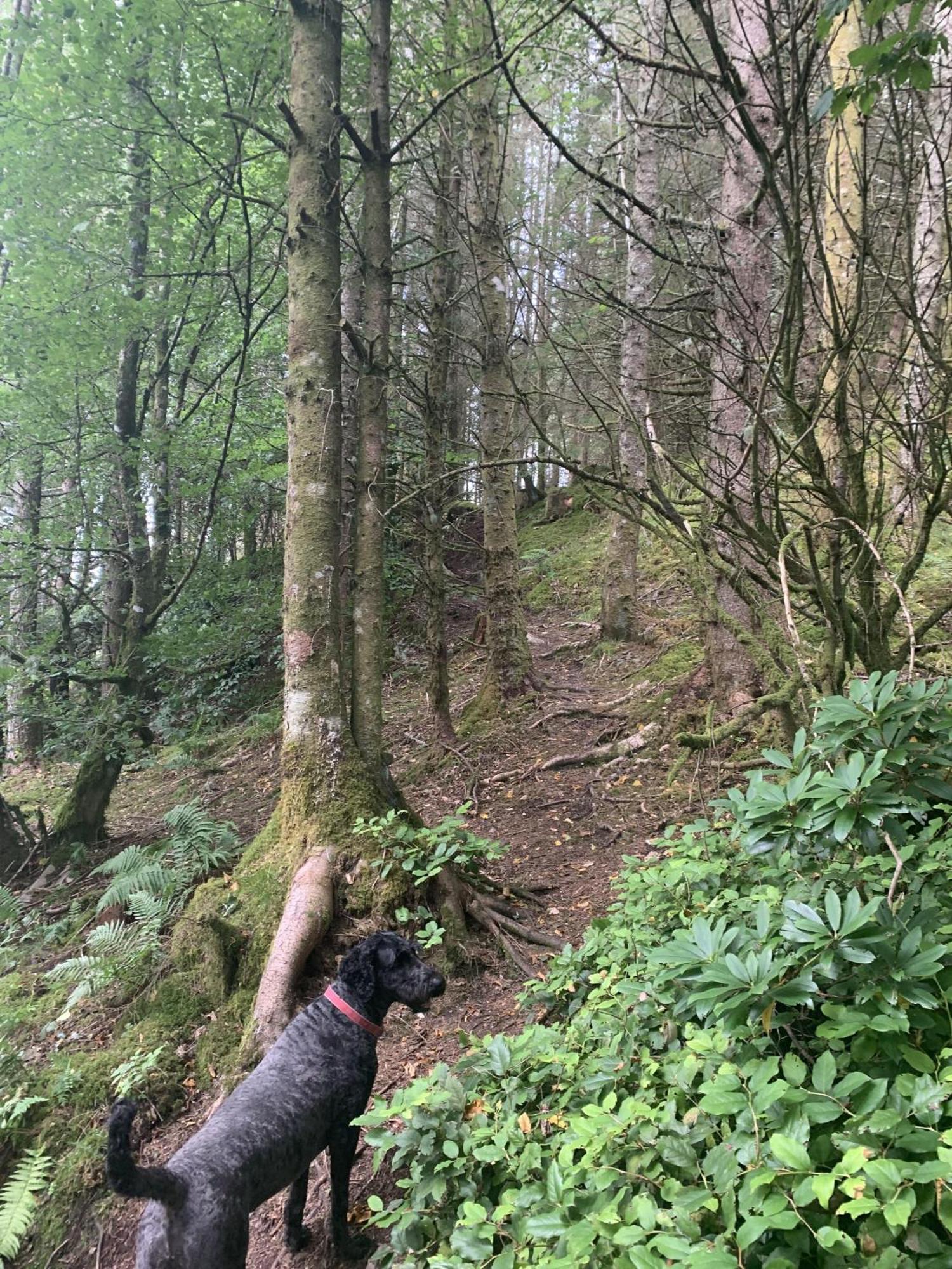 Villa Tawny Owl Pod With Hot Tub Oban Exterior foto
